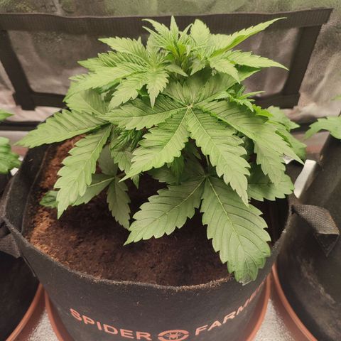 Dark Devil Auto growlog timeline photo