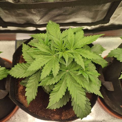 Dark Devil Auto growlog timeline photo