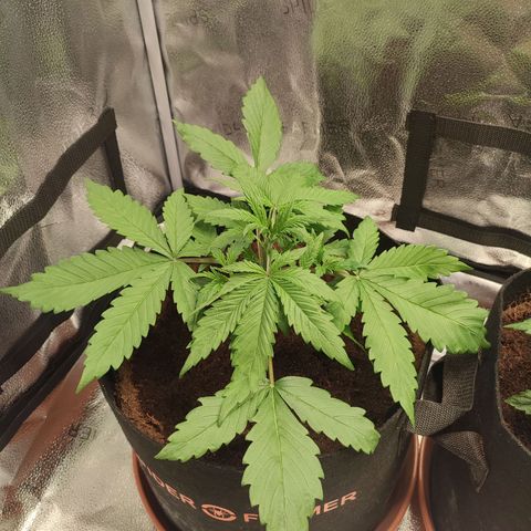 HulkBerry Automatic growlog timeline photo