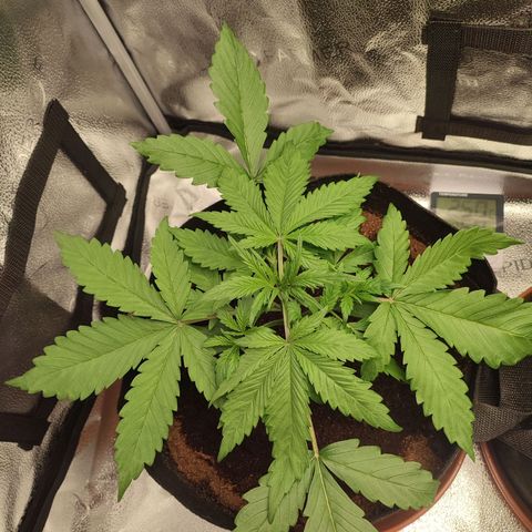 HulkBerry Automatic growlog timeline photo