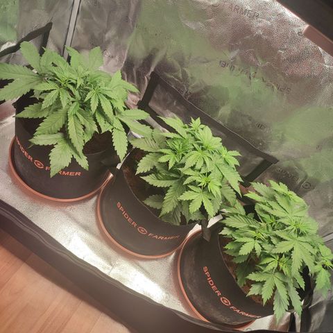 Gorilla Cookies Auto growlog timeline photo