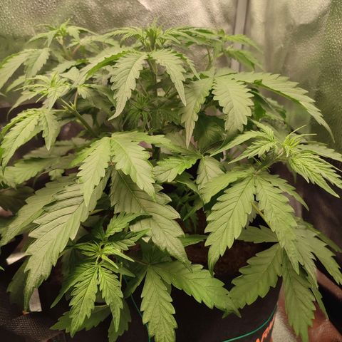 Gorilla Cookies Auto growlog timeline photo