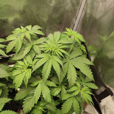 Gorilla Cookies Auto growlog timeline photo