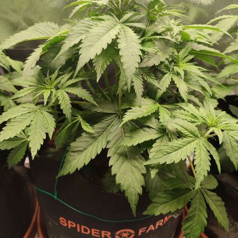 Dark Devil Auto growlog timeline photo