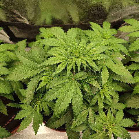 Dark Devil Auto growlog timeline photo