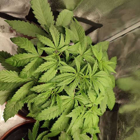 HulkBerry Automatic growlog timeline photo