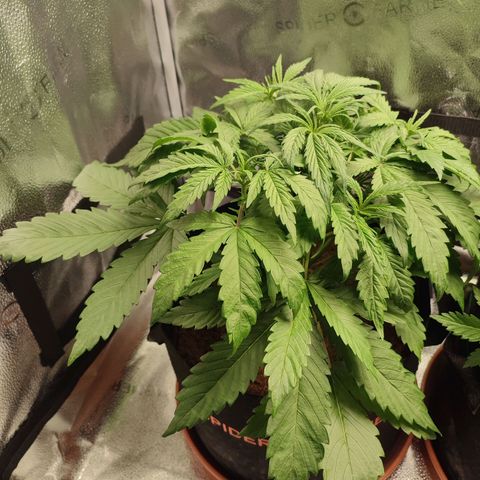 HulkBerry Automatic growlog timeline photo