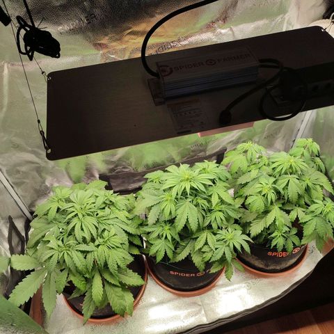 Dark Devil Auto growlog timeline photo