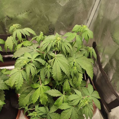 Gorilla Cookies Auto growlog timeline photo