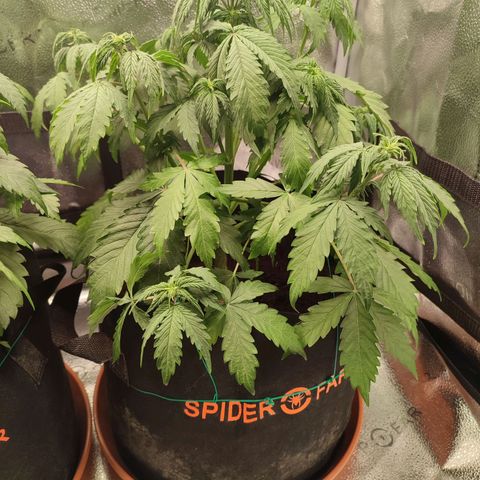 Gorilla Cookies Auto growlog timeline photo