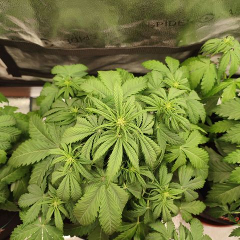 Dark Devil Auto growlog photo: Trifoliate action over here
