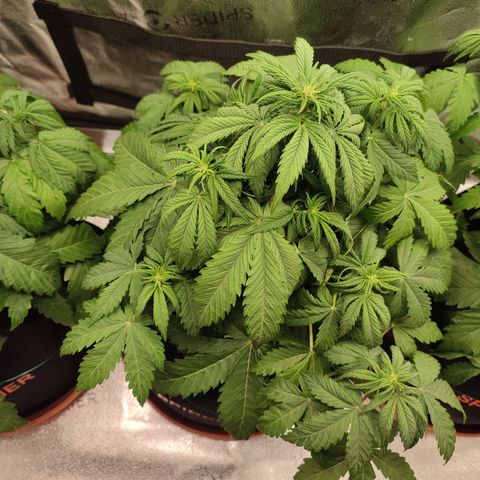 Dark Devil Auto growlog photo: Trifoliate action over here