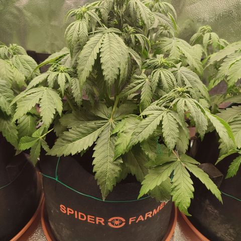 Dark Devil Auto growlog photo: Trifoliate action over here