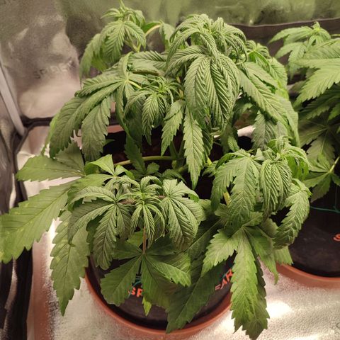 HulkBerry Automatic growlog timeline photo