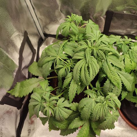 HulkBerry Automatic growlog timeline photo