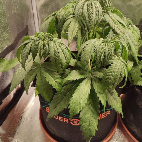 HulkBerry Automatic growlog timeline photo