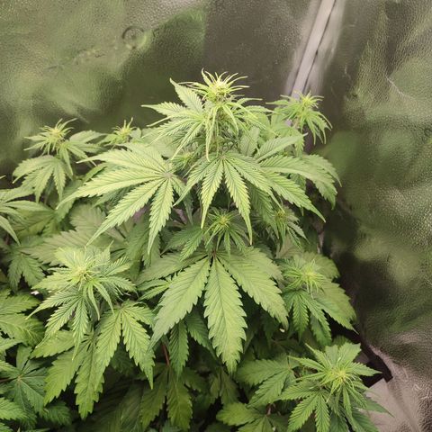 Gorilla Cookies Auto growlog timeline photo