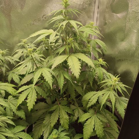 Gorilla Cookies Auto growlog timeline photo