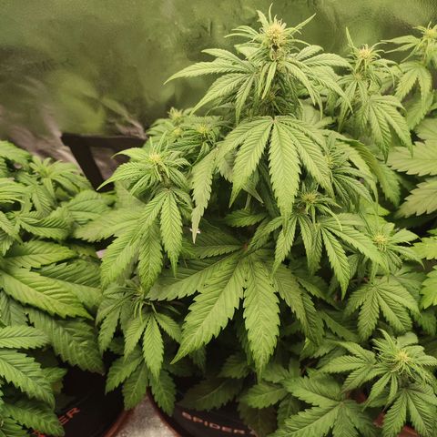 Dark Devil Auto growlog timeline photo