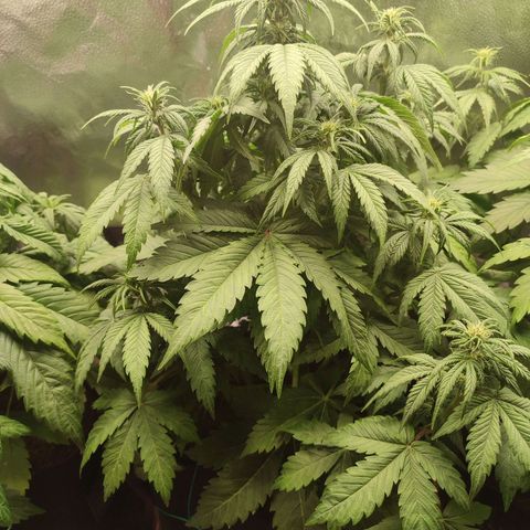 Dark Devil Auto growlog timeline photo