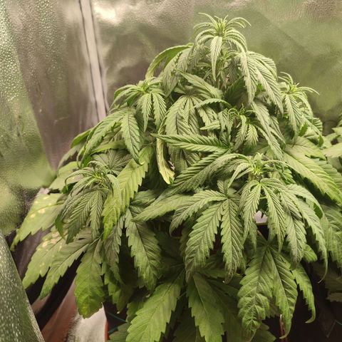HulkBerry Automatic growlog photo: Droopy 