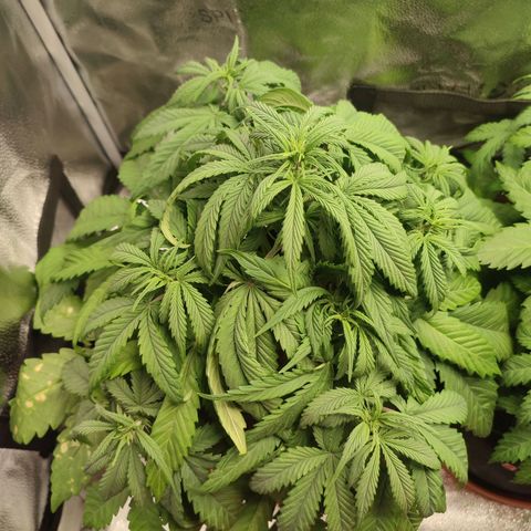 HulkBerry Automatic growlog photo: Droopy 