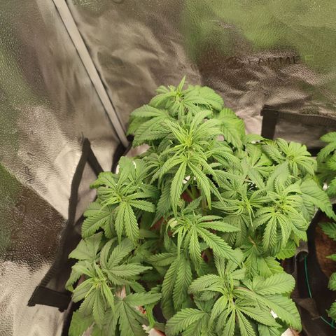 HulkBerry Automatic growlog photo: Post defoliation 