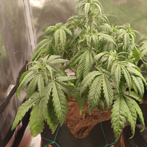 HulkBerry Automatic growlog photo: Post defoliation 