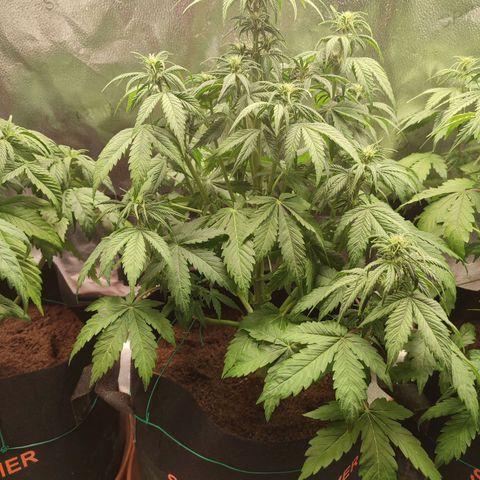 Dark Devil Auto growlog photo: Post defoliation