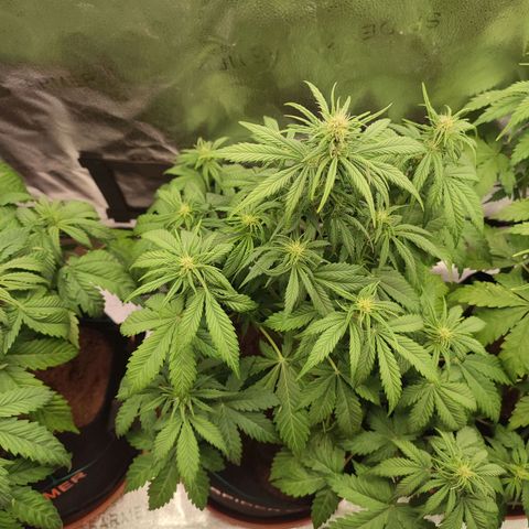 Dark Devil Auto growlog photo: Post defoliation