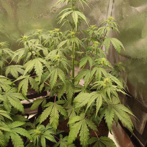 Gorilla Cookies Auto growlog photo: Post defoliation