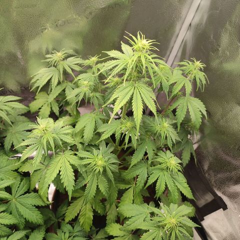 Gorilla Cookies Auto growlog photo: Post defoliation