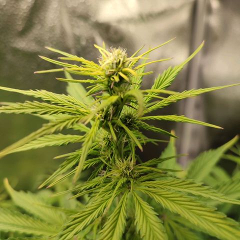 Gorilla Cookies Auto growlog photo: Huge growth spurt! So much that it resulted in minor leafburn on the tips of the upper stem leaves.