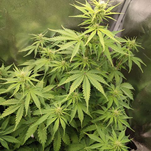 Gorilla Cookies Auto growlog photo: Huge growth spurt! So much that it resulted in minor leafburn on the tips of the upper stem leaves.