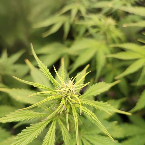 Gorilla Cookies Auto growlog photo: Huge growth spurt! So much that it resulted in minor leafburn on the tips of the upper stem leaves.
