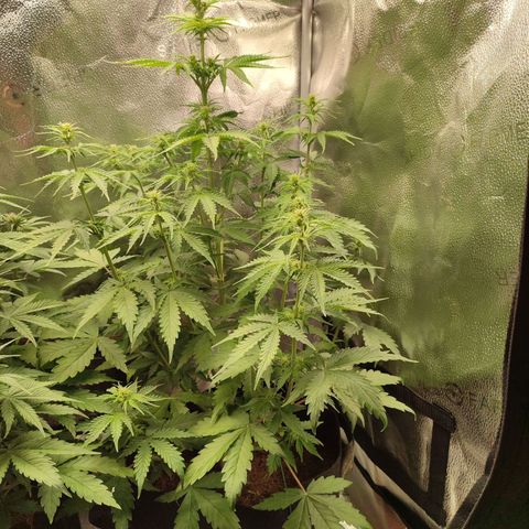 Gorilla Cookies Auto growlog photo: Huge growth spurt! So much that it resulted in minor leafburn on the tips of the upper stem leaves.