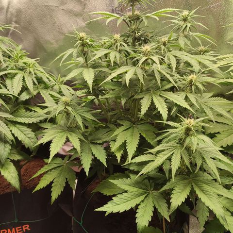 Dark Devil Auto growlog photo: First purple signs! Huge pistils - hoping to result in big buds