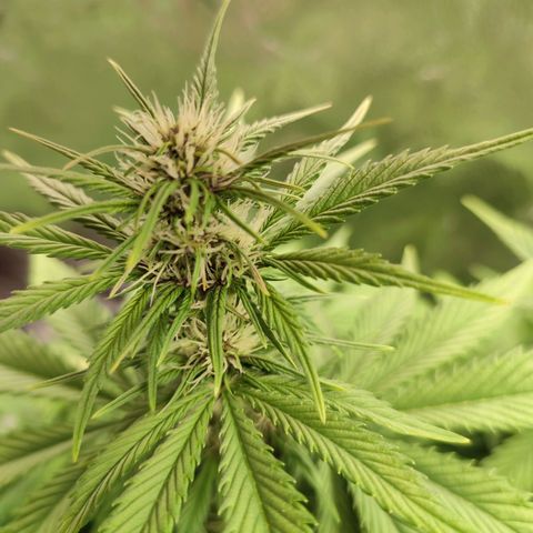 Dark Devil Auto growlog photo: First purple signs! Huge pistils - hoping to result in big buds