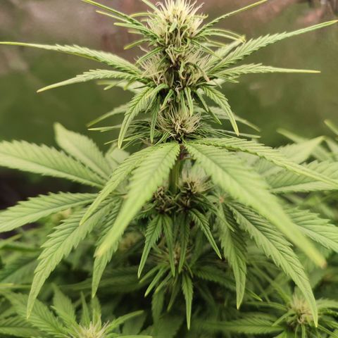 Dark Devil Auto growlog photo: First purple signs! Huge pistils - hoping to result in big buds