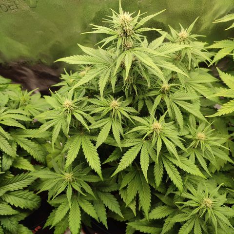 Dark Devil Auto growlog photo: First purple signs! Huge pistils - hoping to result in big buds