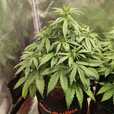 HulkBerry Automatic growlog photo: Still behind in flowering, but responding very well to defoliation and it'll eventually catch up!