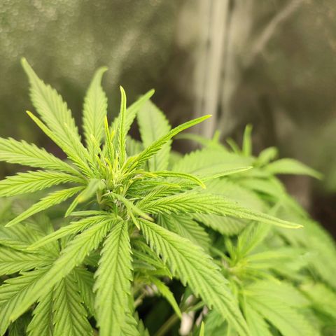 HulkBerry Automatic growlog photo: Still behind in flowering, but responding very well to defoliation and it'll eventually catch up!