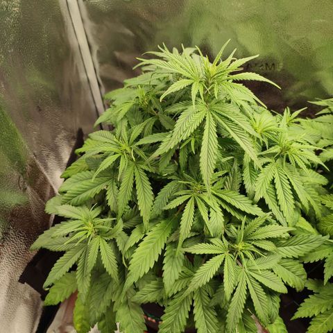 HulkBerry Automatic growlog photo: Still behind in flowering, but responding very well to defoliation and it'll eventually catch up!