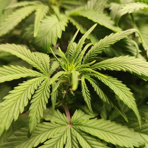 HulkBerry Automatic growlog photo: Still behind in flowering, but responding very well to defoliation and it'll eventually catch up!