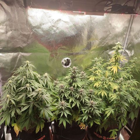 Gorilla Cookies Auto growlog photo: Due to life they got neglected in the past couple of days. Still only the Gorilla Cookies(right) got negatively affected by severe light burn on the main top and some nitrogen deficiency. Now it's time to take some leaves off and heavy watering 