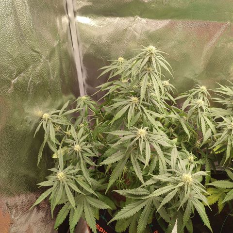 HulkBerry Automatic growlog timeline photo