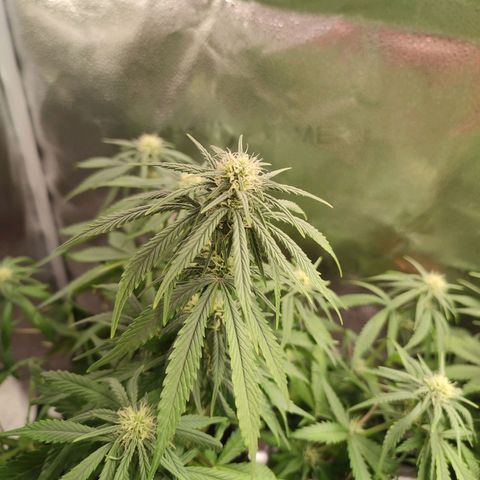 HulkBerry Automatic growlog timeline photo