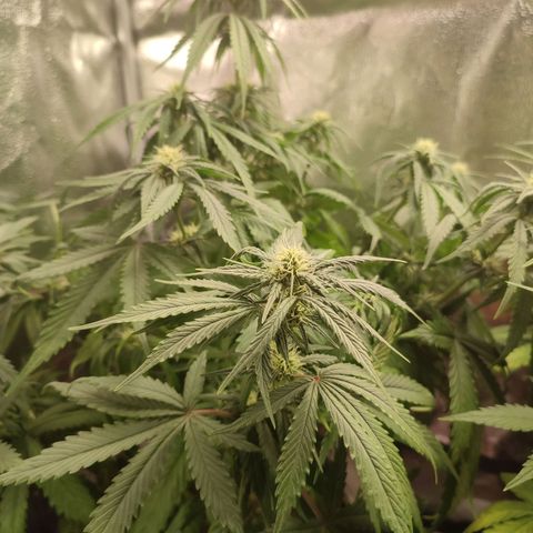 HulkBerry Automatic growlog timeline photo