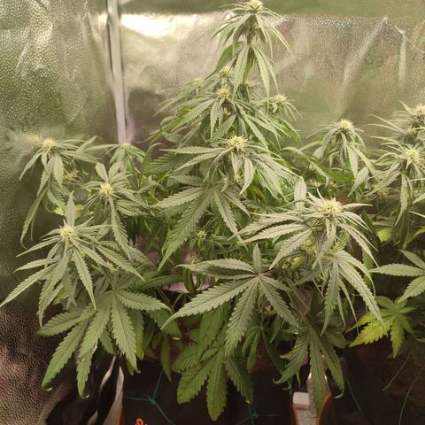 HulkBerry Automatic growlog timeline photo