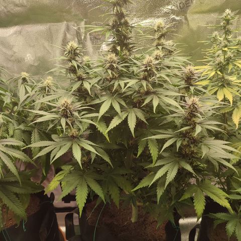 Dark Devil Auto growlog timeline photo